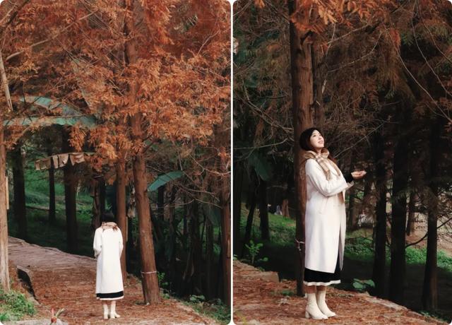 人少景美超出片！重庆这片浪漫杉林进入最佳观赏期