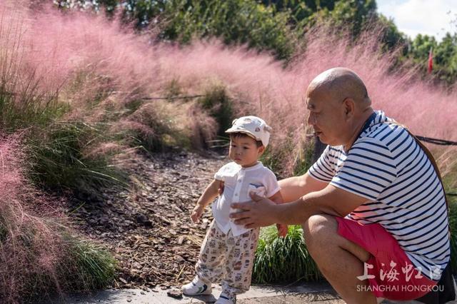 高温难挡“浪漫粉”！粉黛乱子草登场~