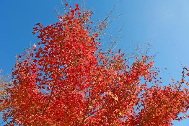 初冬西安 处处“入画”