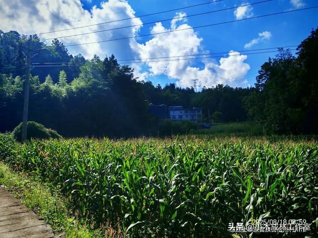 凉城利川白鹊山:民宿佼佼者的“凉”心之选与“热”切期盼