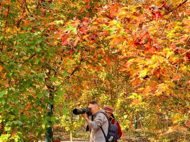 绝美！快来崇州收藏这份限定秋色