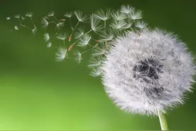 蒲公英，败火消炎的神仙植物图片