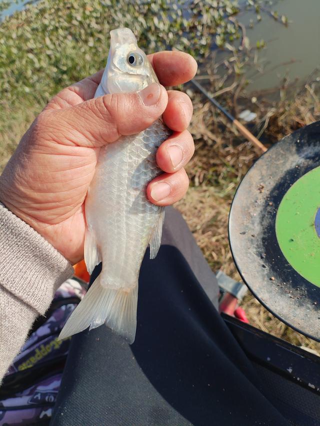 淮上小岛一日记游