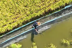 前郭：白依拉嘎乡 稻蟹迎来双丰收图片