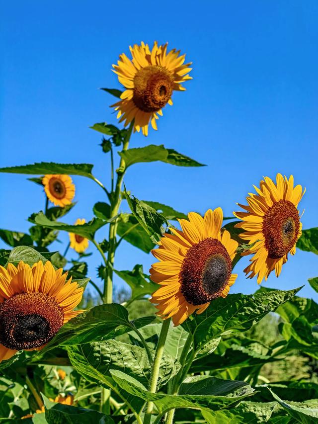 奥森赏葵花