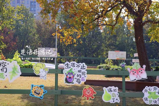 宁波这处风景进入最佳观赏季，秋菊叠影色彩缤纷，堪称秋日盛宴