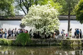 南京一株“琼花”开花，吸引上万人打卡，天下第一花的魅力绝了！图片