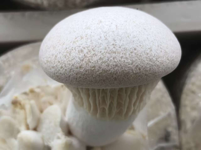 许昌周末漫游 | 把秋天装进篮子里：这份秋季采摘全攻略请收好！