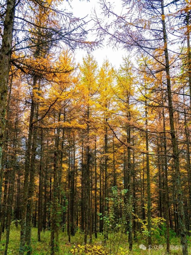 镜瞰秦州·悦秋