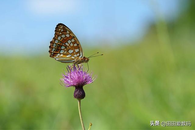 Sony 100mm F2.8 Macro GM 登场！ 接上增距镜轻松实现 2.8x 放大！