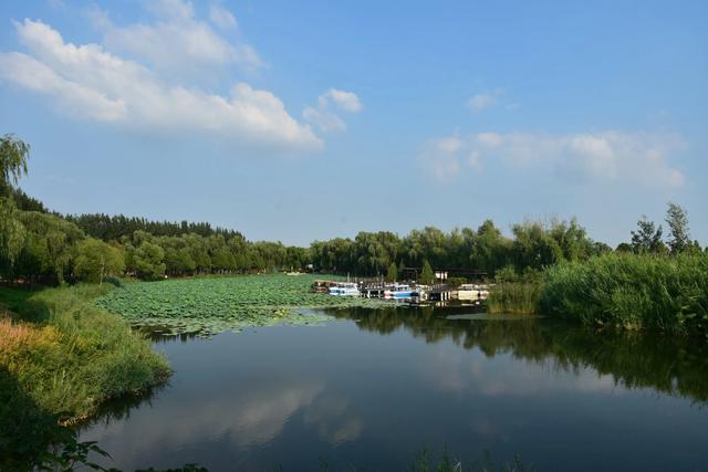山东泰安东平稻屯洼湿地公园的荷花仙子