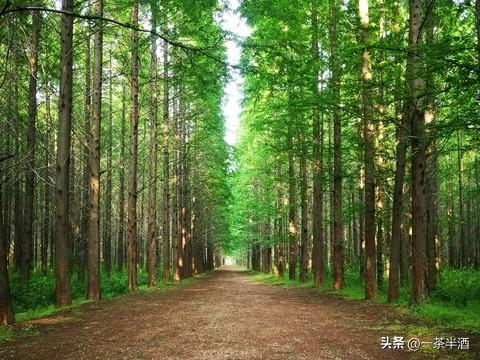 自驾营地：山东日照市沿海自驾露营地停车场，主要景点及特色美食