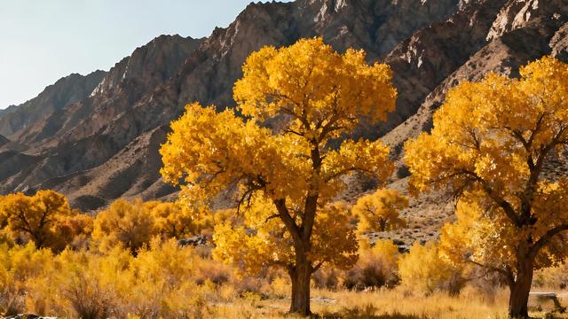 朔风拂过贺兰山，秋韵漫染湖城间 —— 塞上江南的鎏金诗卷