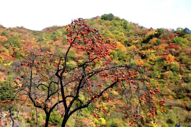 警告！深秋的徽县，千万别出门！因为……