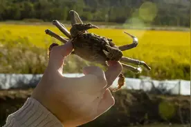 无定河畔蟹苗香，南北客商慕名来~图片