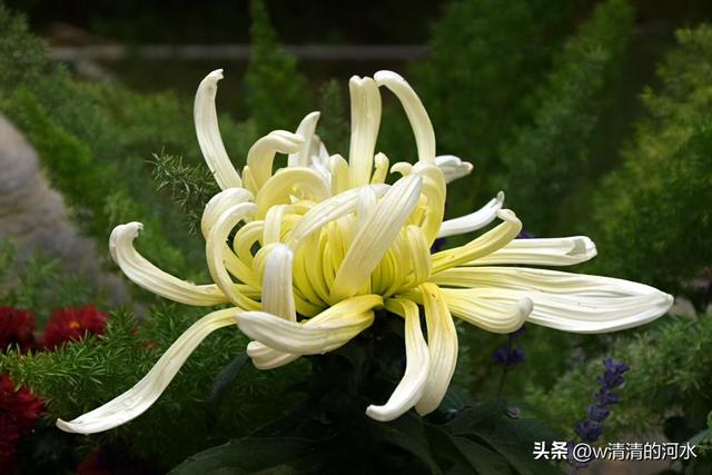 菊花是秋天里美丽的图画