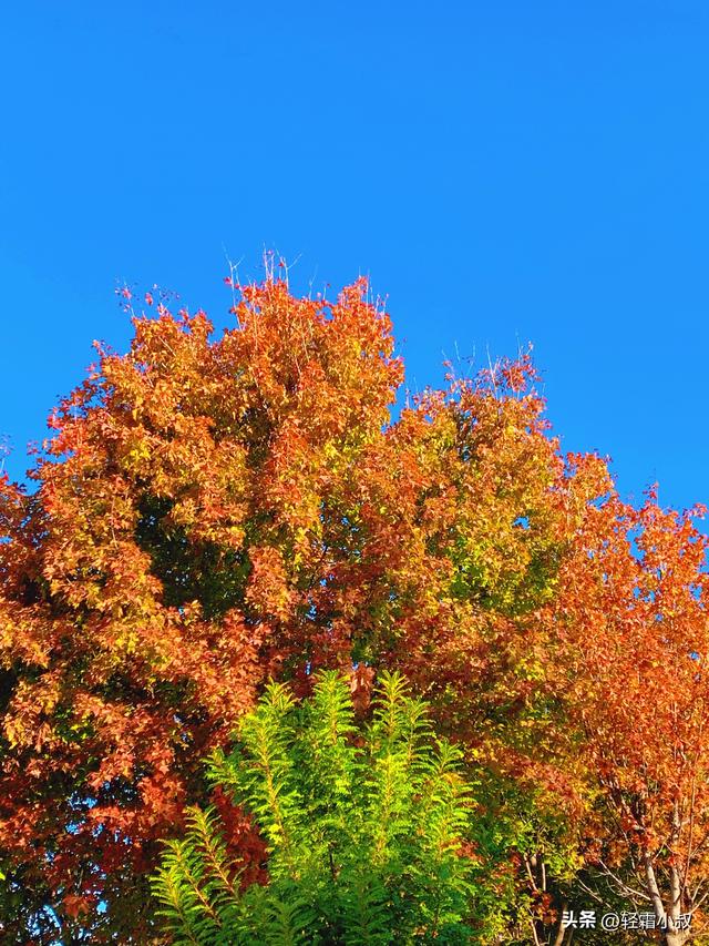秋霜寒，秋叶艳，秋林醉，在家乡小城，邂逅一场姗姗来迟的秋景