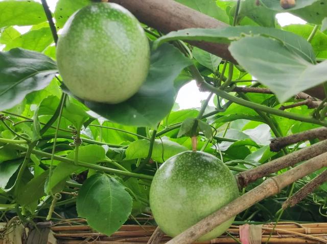 见广记2：香蕉花开