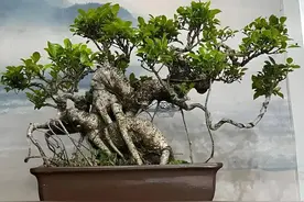 河南82岁大爷太前卫，他养的榕树盆景太震撼，永远走在时尚最前沿图片