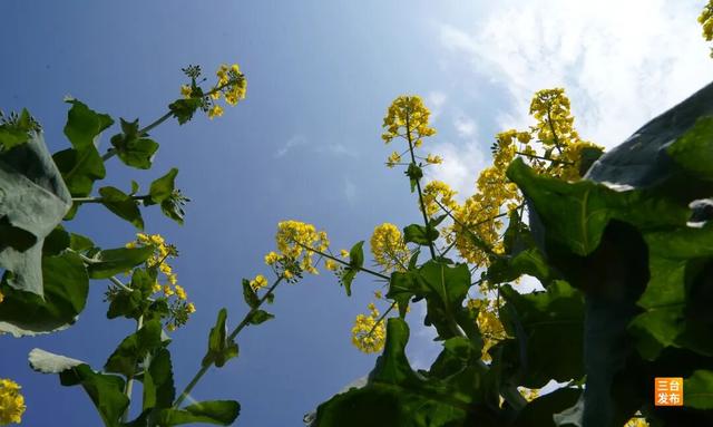 “舌尖上的春天”，明日一起去三元镇坐飞机逛花海尝花田火锅宴！