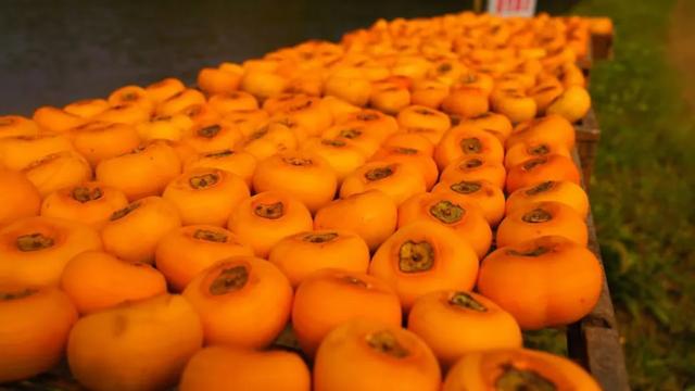 柴桑区新塘乡胡桥村:千亩柿红引客来