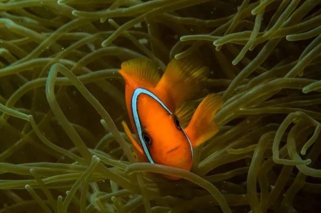 上天入海，动静皆宜的宝藏海岛打卡指南