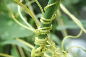 植物中的猎手，奇妙的菟丝子图片