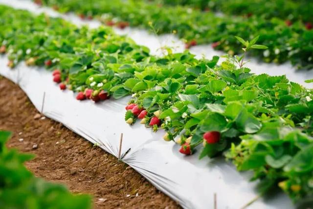 一起来肇庆摘果果！GO、GO、GO……