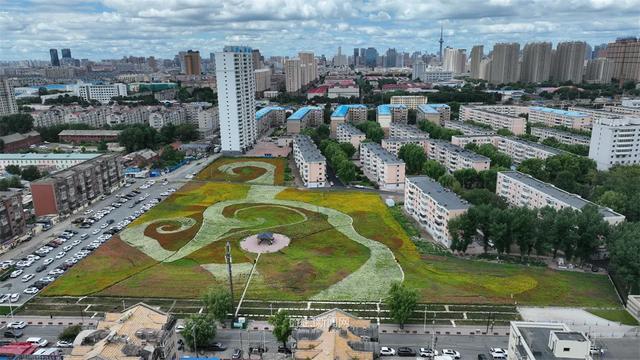 免费打卡地！木材街百日菊花海成冰城休闲新地标