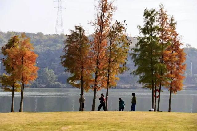 好多人都去了！金堂这个地方最近很火！