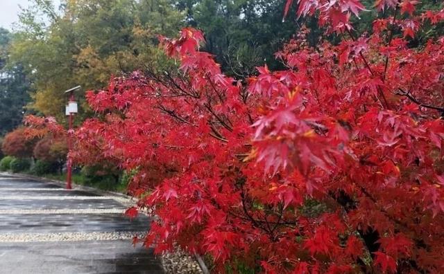 巨出片！观音湖「延迟版」秋景亮相