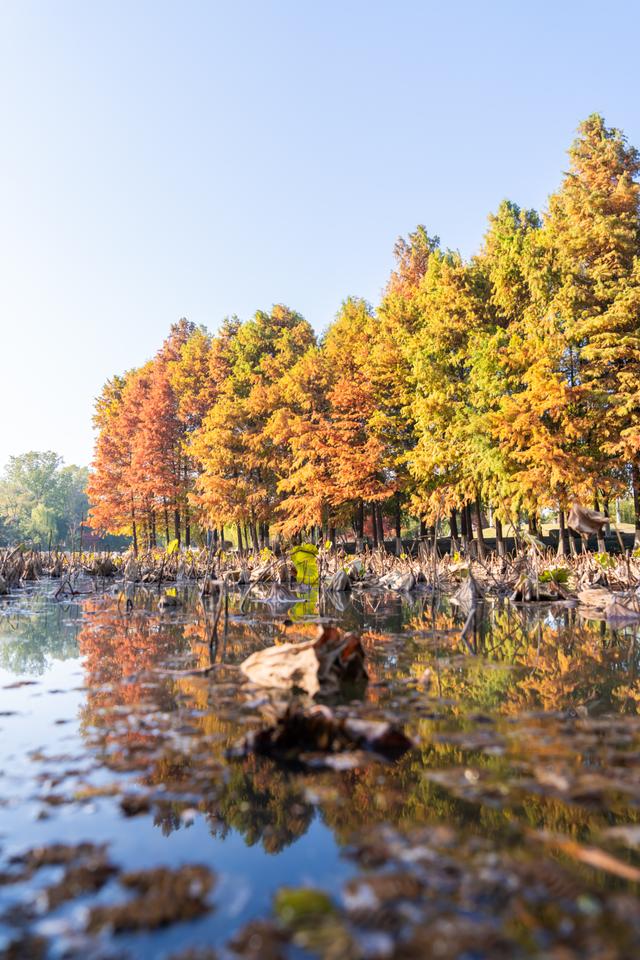 常州的秋，醉了