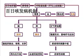 儿童百日咳仅有咳嗽没有发热，为什么建议查血常规？图片