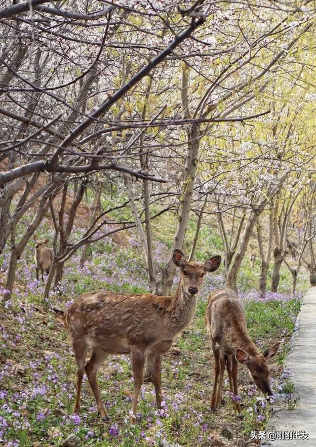 接下来的大连是这样的,经验整个春天