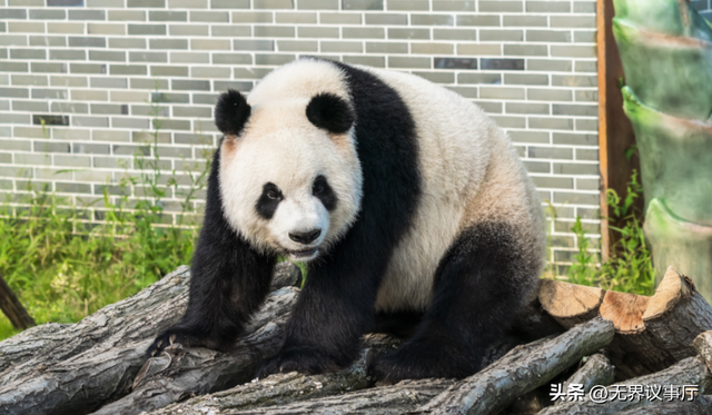 熊猫 “口粮” 告急！逐笋而居到震后修复，中国熊猫科研人员上大分
