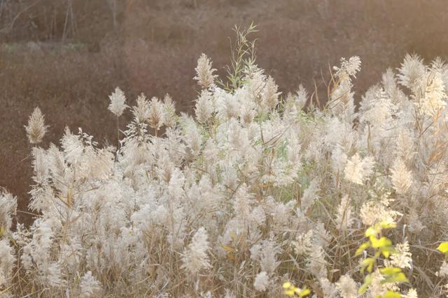 Citywalk 漫游王佐,邂逅秋日美学盛宴