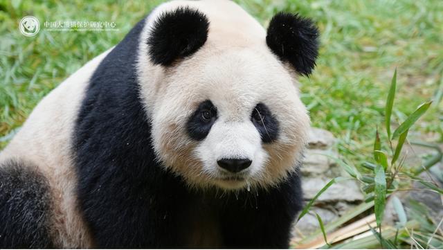 中法联合声明出了，马克龙想要的三件东西，中国只给了两件