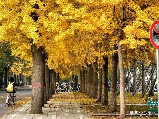 【石家庄】河北经贸大学银杏节预览，随手一拍都是壁纸