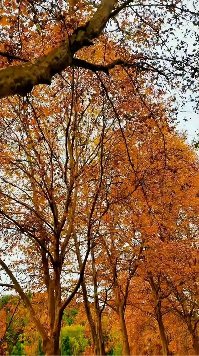 落叶铺就黄金路，初冬赴一场梧桐之约！