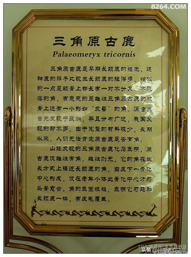 山东行游影记（28）—平邑天宇自然博物馆（三）