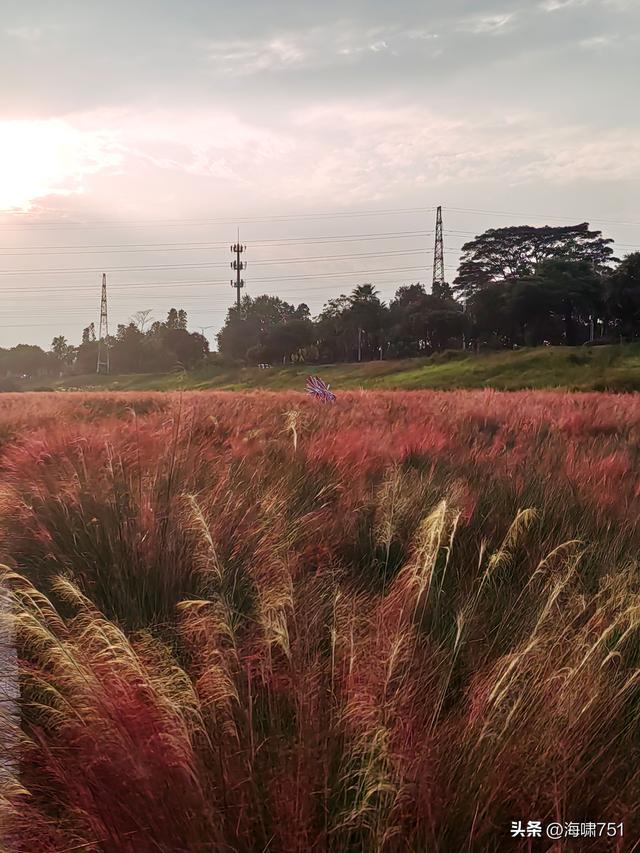 佛山三水芦苞花海生态公园