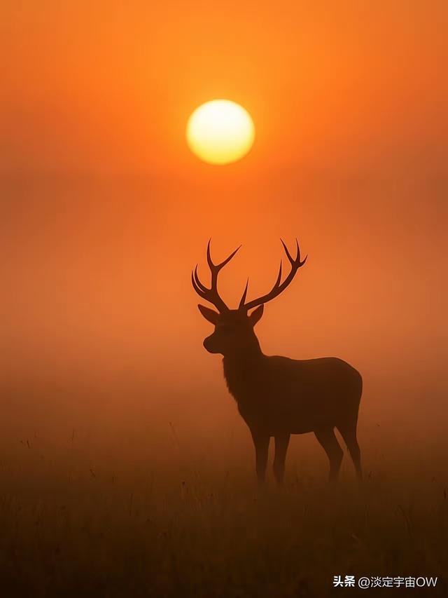 最有意境的壁纸美图