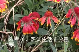 老兄弟姐妹之间的微信交流图片