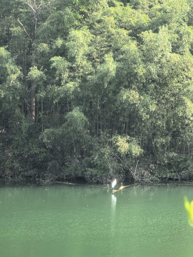 黄土里的鲸鱼：白鹿原上，关中竹海，暖如阳春，幽似江南