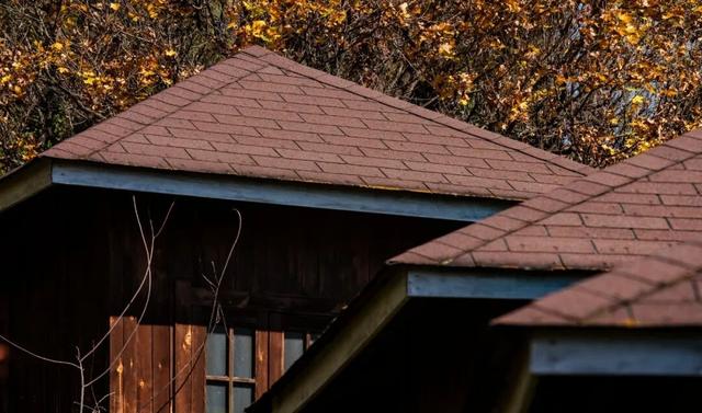 到滇池之上边，看周总理种植的树与秋日红枫林