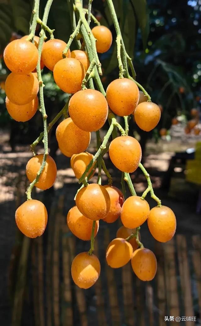 边城郁德封漫记 : 在舌尖与记忆里穿行