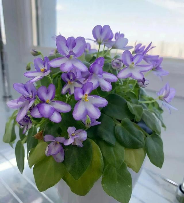 冬天就养这5种花，个个花期超长，能一直开花到夏天！