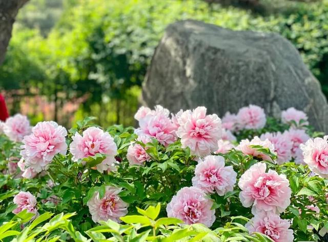 马上开园！临沂这里要火了！