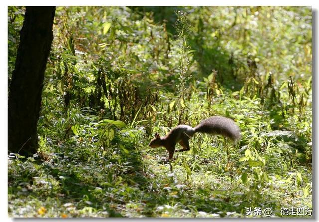 沈阳东陵郊野公园“精灵”出没
