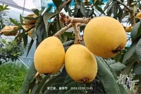 一颗20元！浙江早熟枇杷今天上市啦，售价每斤200元图片